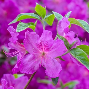 Encore Lilac Azalea